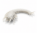Giant Centipede