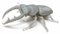 Giant Stag Beetle